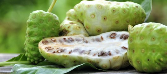 le noni Morinda