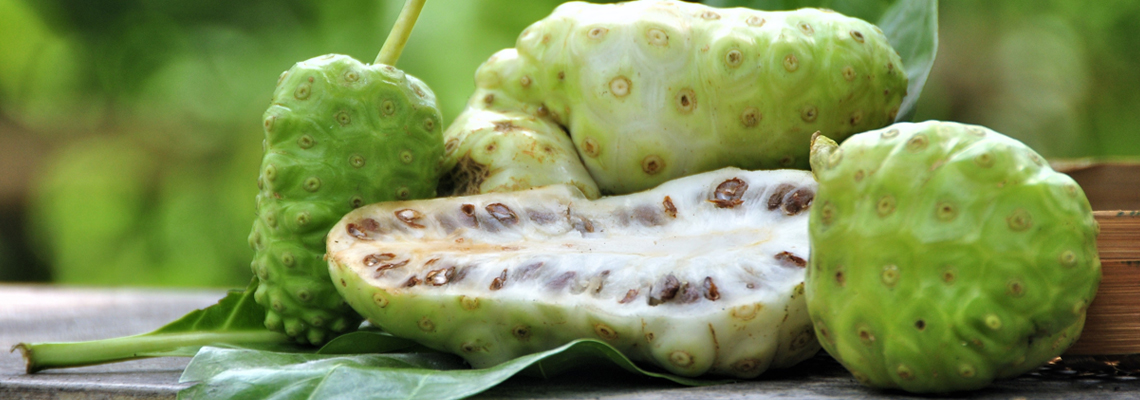 le noni Morinda